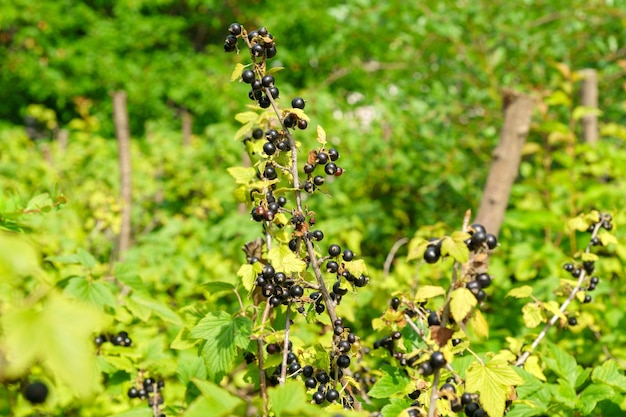 Ripe black currants Growing ecologically clean berries Gardening Selective focus