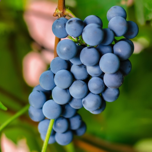 Ripe black grapes close up on a branch