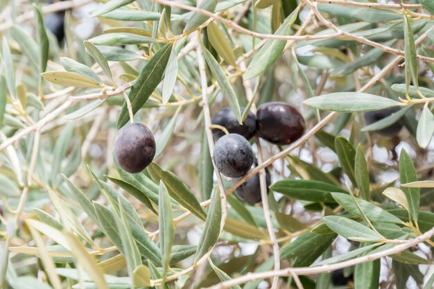 Ripe black olives on the tree