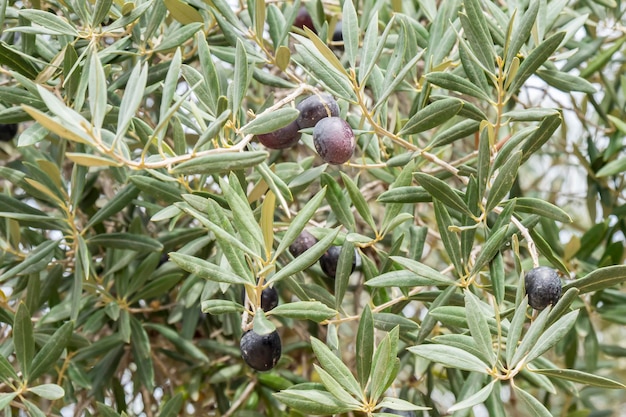 Ripe black olives on the tree