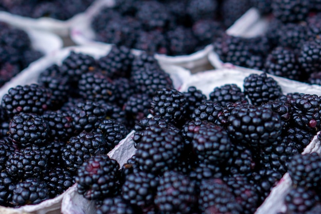 Ripe blackberries lie in paper trays