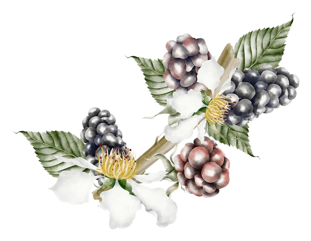 Photo ripe blackberries with blooming white flowers watercolor vintage composition