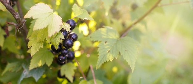 Ripe blackcurrant on a branch in the garden