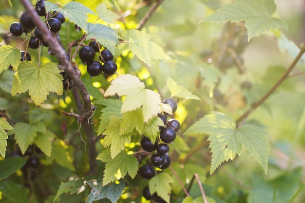 Ripe blackcurrant on a branch in the garden