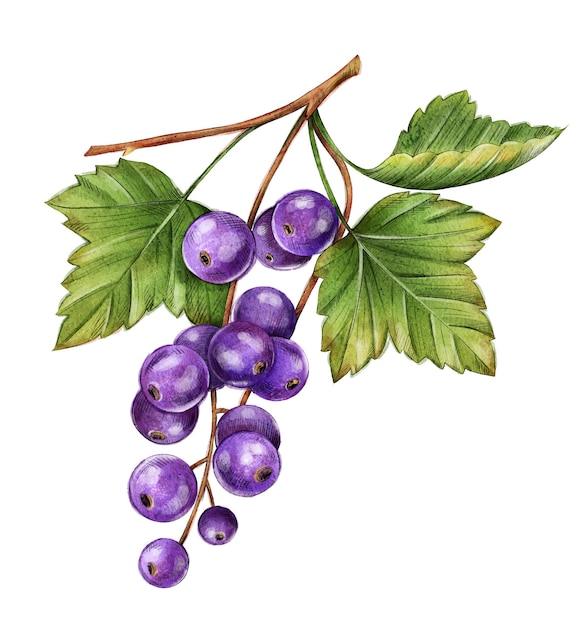 Ripe blackcurrant hand drawn in watercolor and ink line art