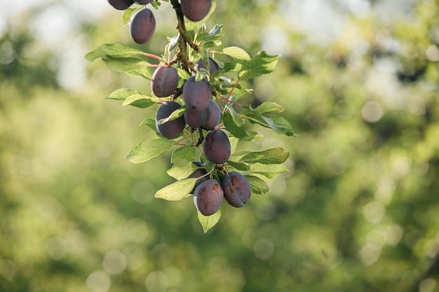 Ripe blue plums on a branch in the garden Autumn harvest concept Agriculture Haversting background many fruits in plantation