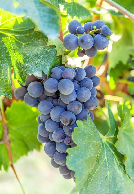 Ripe blue vine against the background vineyard.