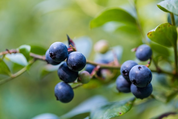 Ripe bluebberies on Southern blueberrie farm.