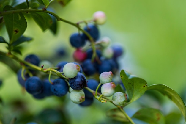 Ripe bluebberies on Southern blueberrie farm.