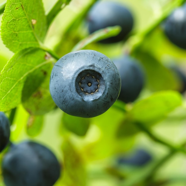 Ripe blueberry on green bush for good vision