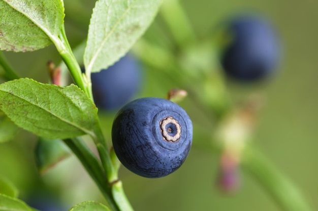 Ripe blueberry on green bush for good vision