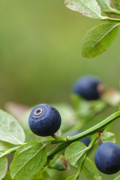 Ripe blueberry on green bush for good vision