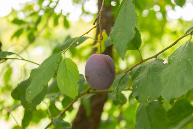 Ripe bluered plum on a branch with green leaves Prunes