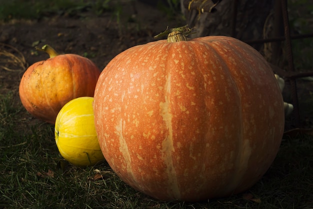 Ripe bright pumpkin lie on the ground after harvest