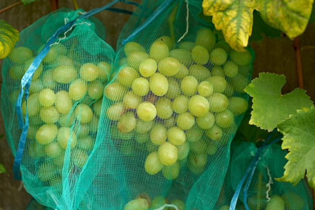 Ripe bunches of grapes naturally ripened in nets that protect the bunches from insects and birds using an organic growing method