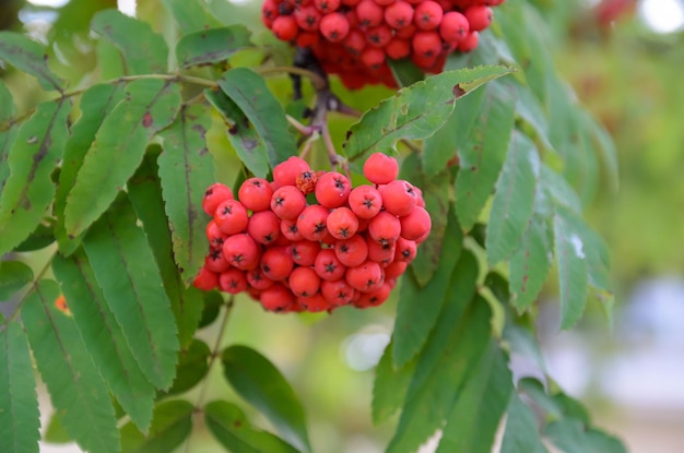 ripe bunches of mountain ash on a branch