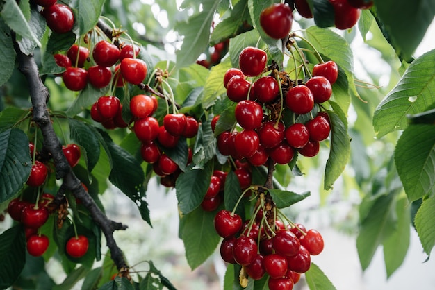 Ripe bunches of red cherries on the branches of a tree