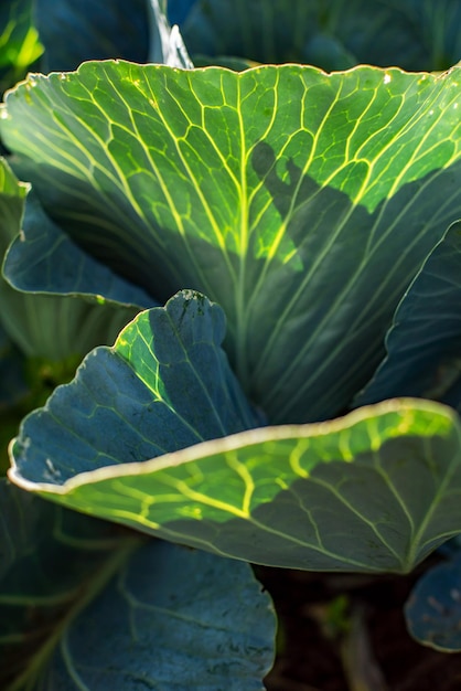 Ripe cabbage in the garden eco products