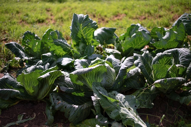 ripe cabbages in a garden on a sunny summer day