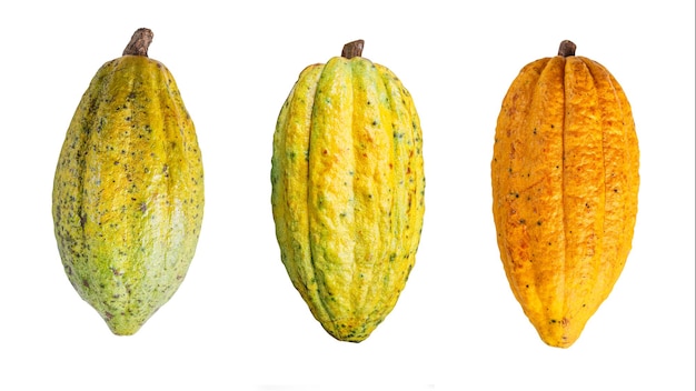 Ripe cacao fruit isolated on white background