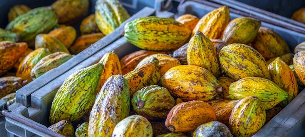 Ripe cacao pods or yellow cacao fruit Harvest cocoa beans to send to the chocolate factory