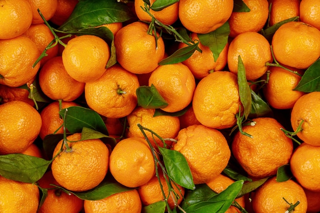 Ripe california tangerines with green leaves