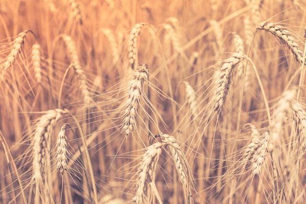 Ripe Cereal field. Shot with a selective focus