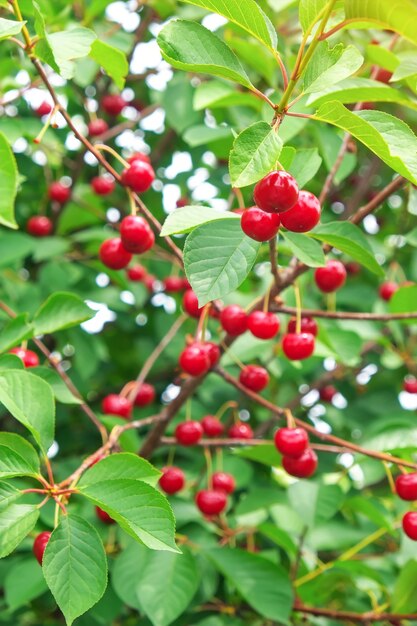 Ripe cherries fruit on tree in orchard at summer.