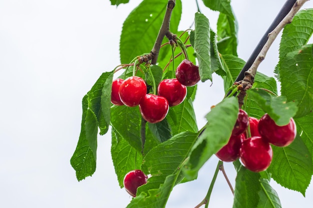 Ripe cherries hanging on a cherry tree branch against green background