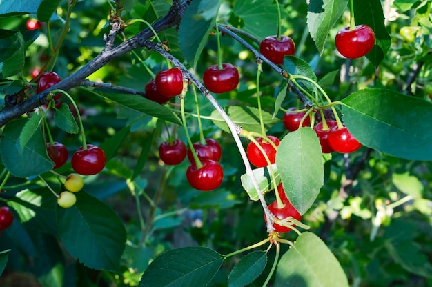 Ripe cherries on a tree among the leaves. Summer garden berries. Sunny day.