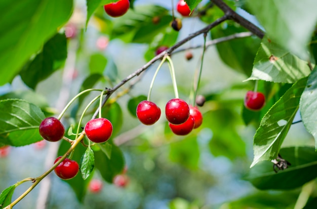 Ripe cherries on a tree