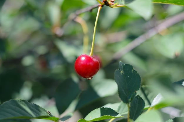 ripe cherry berries hang on the branches