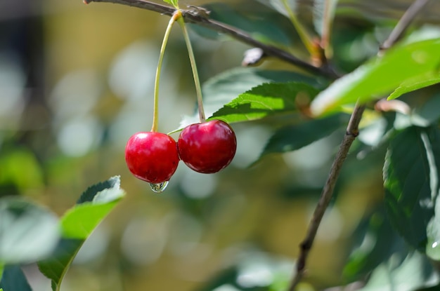 ripe cherry berries hang on the branches