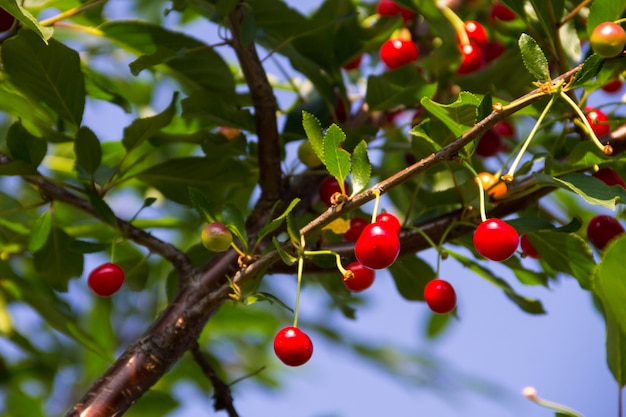 Ripe cherry berries on a tree branch in garden