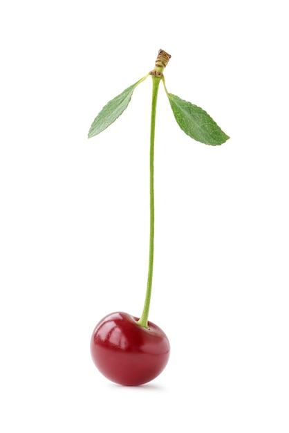 Ripe cherry on isolated white background