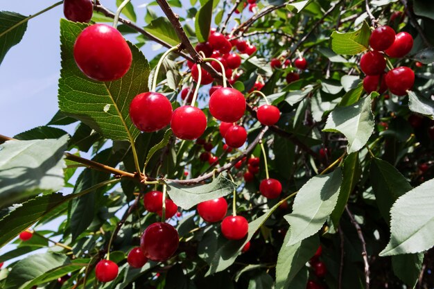 Ripe cherry on tree. Harvesting berries in summer. Natural food, eco-farm.