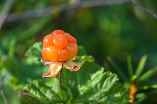 Ripe cloudberry