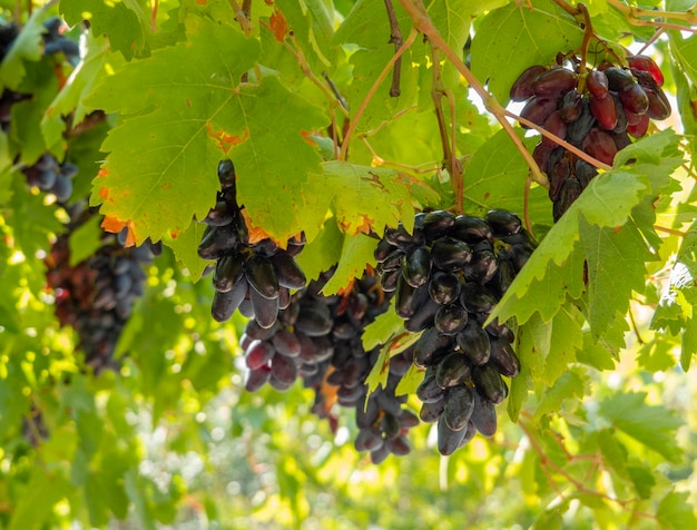 Ripe clusters of Moldovan purple wine grapes in Greece