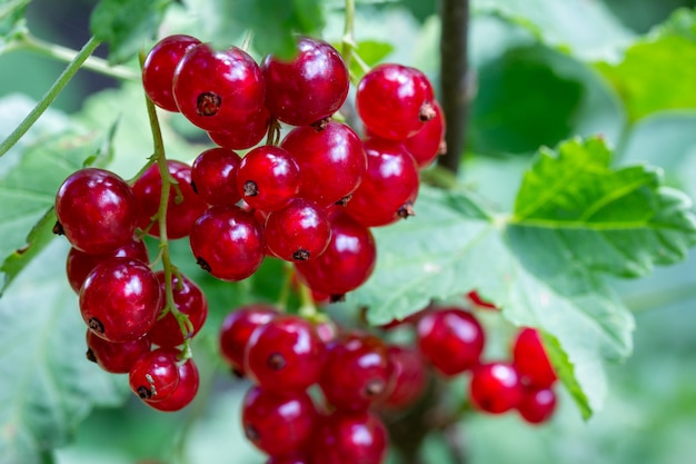 Ripe clusters of red currant berries on a branch close up