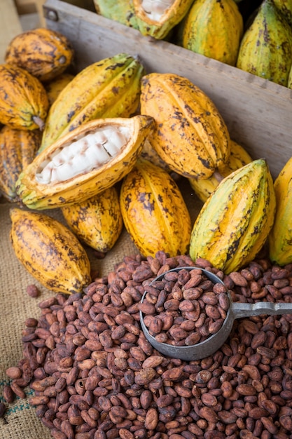 Ripe cocoa pod and beans setup on rustic wooden background