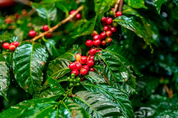 Ripe coffee fruits on a branch in the rain forest in the rain