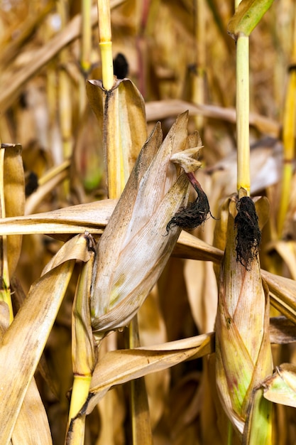 Ripe corn, autumn - Agricultural field on which photographed mature yellowed corn, close up, natural foods