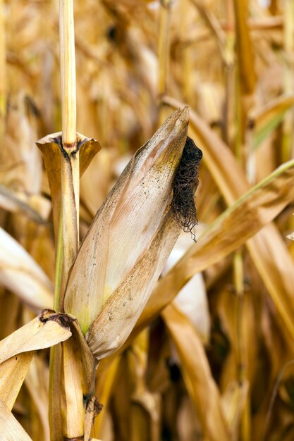 Ripe corn autumn