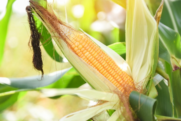 Ripe corn cob on tree - Fresh corn on the cob stalk in field