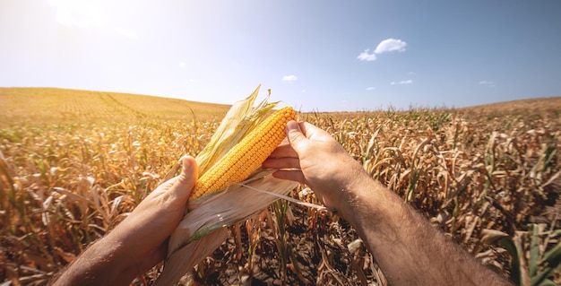 Ripe corn in the hands of a farmer in the first person against the backdrop of an agricultural field