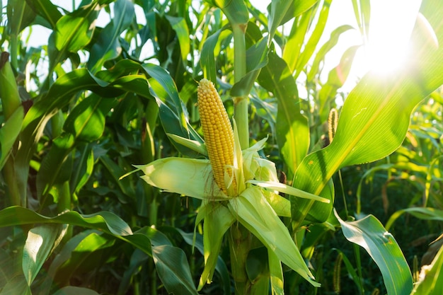 Ripe corn under the sun's rays Yellow corn in organic corn field Corn harvesting season