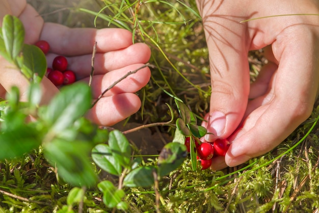 Ripe cranberries. Red juicy cranberries on a green bush in a sunny forest. Women's hands picking lingonberries