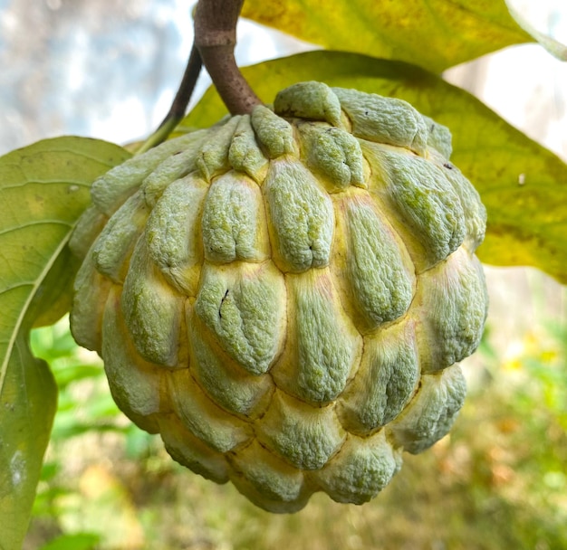 Ripe custard apple fruits sugar apple or sweetsop on the tree with leaves organic planting