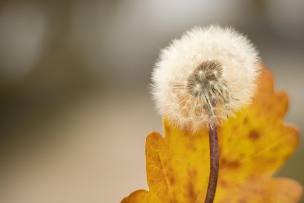 Ripe dandelions in autumn with nice background warm evening sun lighting.