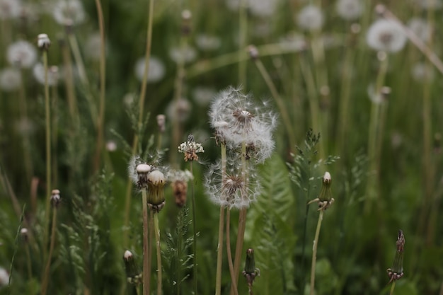 Photo ripe dandelions in summer in the field dandelion flowers blossom summer natural background